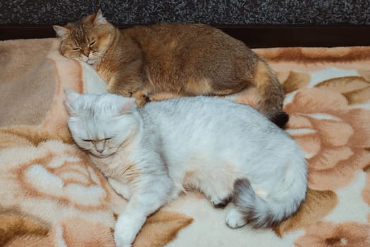 Two British cats of red and silver color sleep together on the bed. The relationship of pets in the house