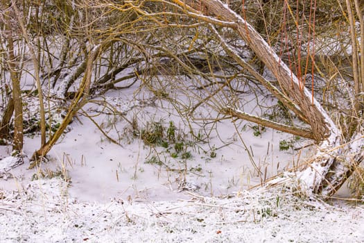 Wetland with grass and shrubs with ice and snow on frozen water in winter