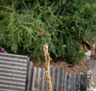 A bird perches on an old stump amid vibrant green foliage.