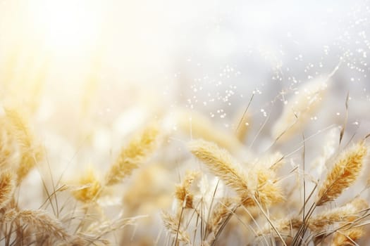 Abstract natural background with fluffy stems of tall grass on a bokeh background. Dry soft grass.