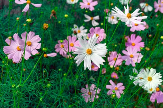 Closeup on cosmos flowers.Beautiful flowers in the garden