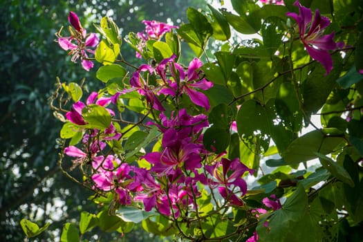 Purple Bauhinia flower blooming, Closeup Purple Orchid Tree or Purple Bauhinia (Bauhinia purpurea L.)