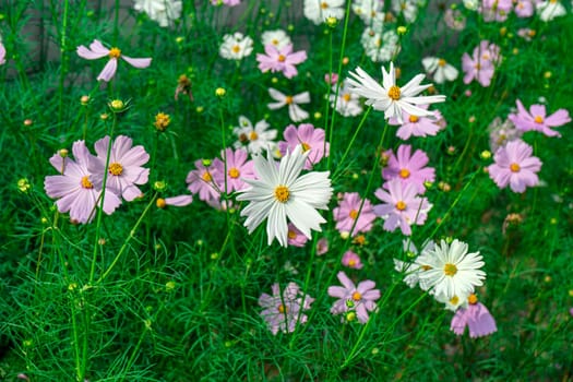 Cosmea flowers are pinnate during flowering. Beautiful flowers among greenery