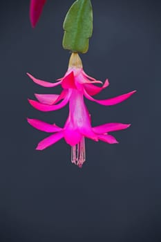 Macro image of a pink Schlumbergera flower