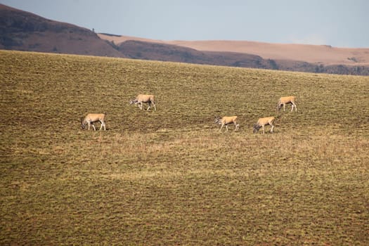 Holy animal to the San People, the Eland (Taurotragus oryx) grazes freely in the Drakensberg South Africa.