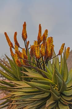 Mountain Aloe (Aloe ferox), previously known as Aloe candelabrum, in the Didima section of the uKahlamba Transfrontier Mountain Park
