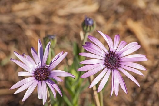 A common daisy in South Africa with blue, purple or white flowers