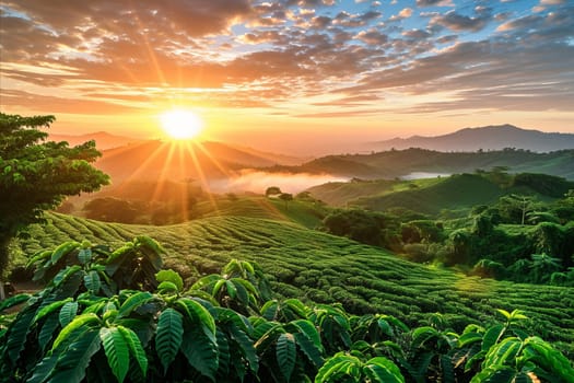 Coffee plantation fields at beautiful sunrise in morning