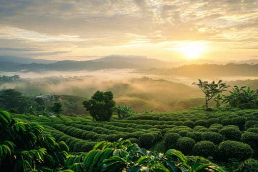 Coffee plantation fields at beautiful sunrise in morning