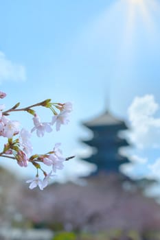 Close-up of delicate white cherry blossoms and pinky buds lit by the Japanese spring sun with the blurred silhouette of a traditional five-storied pagoda in the background in a shallow depth of field.