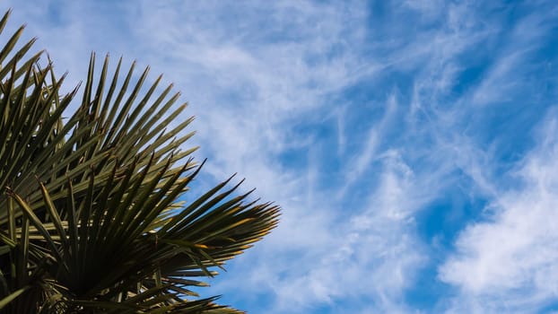 palm leaves and cloudy blue sky background.