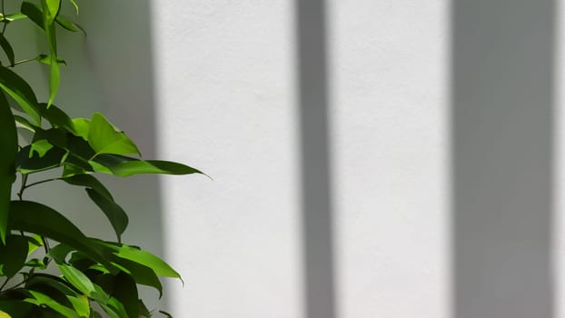 Green leaves and shadow on white wall. Copy space. Horizontal