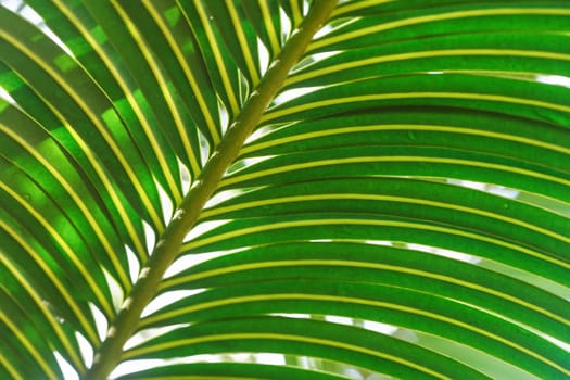 Close up of palm leaf - sun shines through in background, abstract tropical background