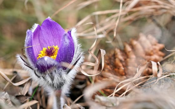 Purple greater pasque flower - Pulsatilla grandis - growing in dry grass, close up detail