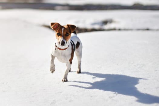 Small Jack Russell terrier walking on melting snow covered river