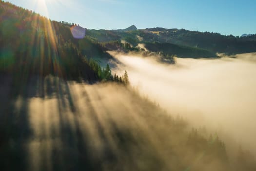 Bright sunlight breaks through fir trees growing in highland at sunrise. Dense fog covers forestry mountains on sunny morning aerial view