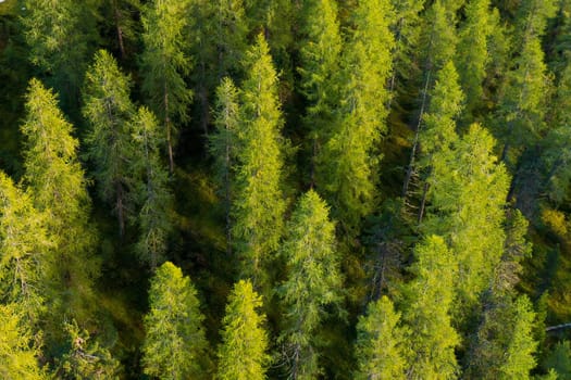 Evergreen fir trees with lush branches grow in forest in highland. Scenic landscape of wilderness in Italian Alpine mountains aerial view