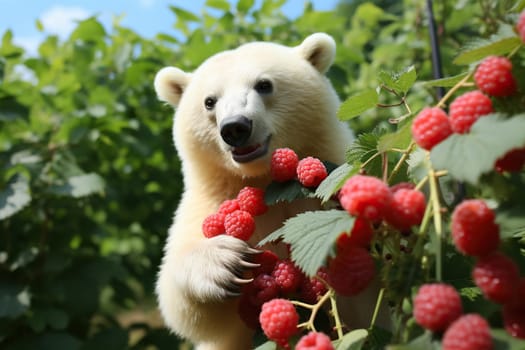 A polar bear picks raspberries from a bush in the forest.