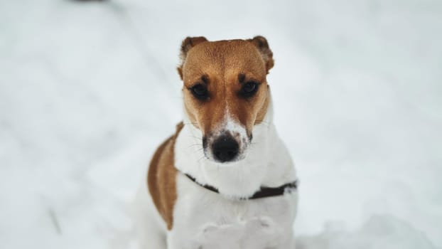 A Jack Russell Terrier shivers in the winter snow