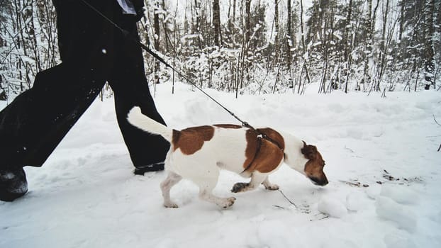 A girl and her Jack Russell Terrier dog are walking in the woods