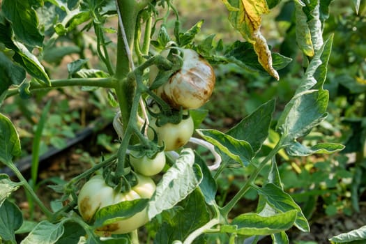 Sick tomato plants can be treated through proper disease interventions and the use of appropriate fungicides.