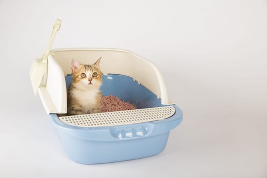 In an isolated scene a cat comfortably occupies a litter box promoting animal care and hygiene. The cat tray set on a clean white background is the cat's chosen toilet.