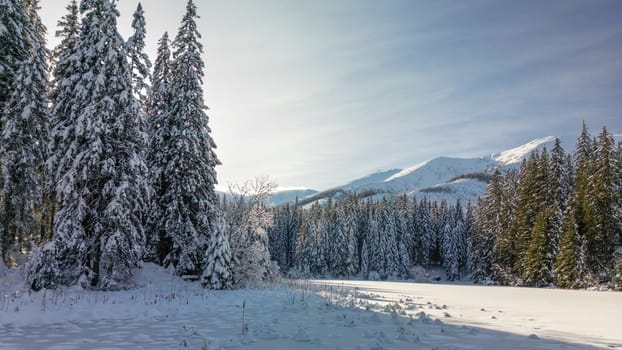 Winter calm forest and lake landscape with snow and ice in Low Tatras of Slovakia. Snowy scenery with snowdrifts on dry plants, surface of icy pond in shade of pine trees, cold weather at sunset