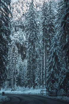Winter landscape with empty asphalt road through dark snowy forest in Low Tatras, Slovakia