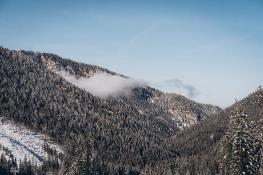 Winter mountain landscape with fog, snowy pine forest on rocks of Low Tatras, Slovakia