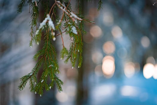 Green pine branch, needles covered with snow in scenic evergreen winter forest