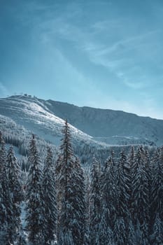 Winter nature landscape with beautiful pine trees and snowy rocks in Low Tatras mountains, Slovakia