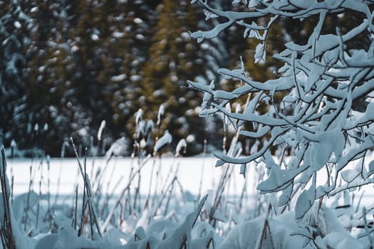 Branches of tree covered with fluffy white snow, morning winter forest landscape