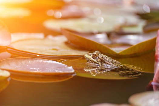 frog leaf water lily. A small green frog is sitting at the edge of water lily leaves in a pond.