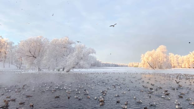 Winter snowy park landscape . the screensaver is winter . a snowy picture . the cover photo . frost