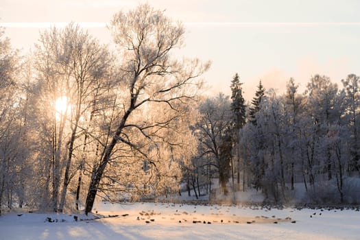 Winter snowy park landscape . the screensaver is winter . a snowy picture . the cover photo . frost