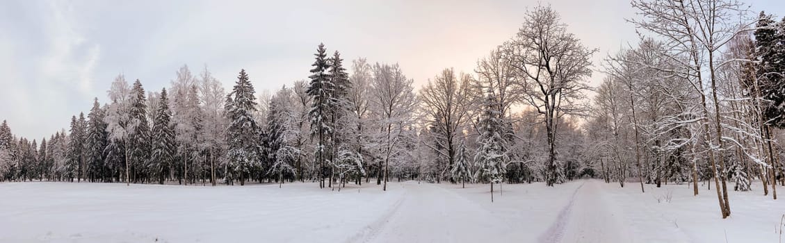 Winter snowy park landscape . the screensaver is winter . a snowy picture . the cover photo . frost