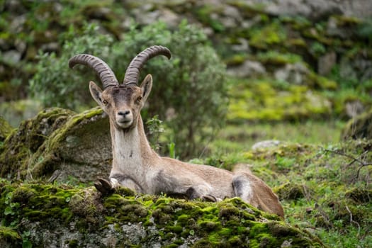 Mountain goat rests on mossy rock in peaceful forest.