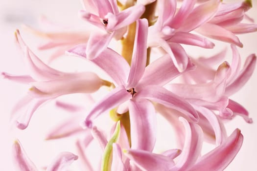 Flowering plant of pink  hyacinth ,   bulbous flower ,