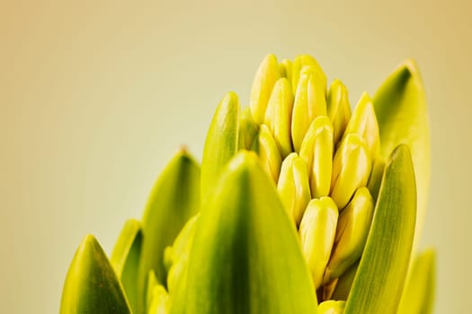 Flowering plant of hyacinth , not blossomed  bulbous flower ,