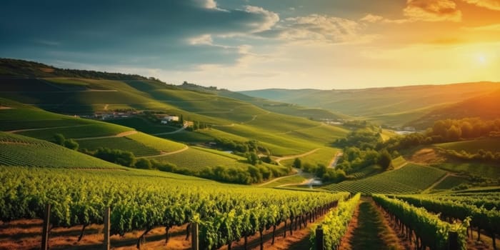 Beautiful landscape of Vineyards in European region in summer season comeliness