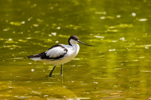 A striking example of an avocet bird foraging in a park