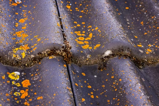 Contamination from moss and lichen on roof tiles on a house roof in summer