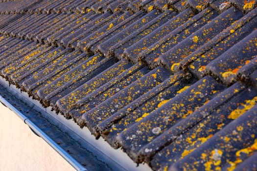 Roof tiles of the shape Harzer Pfanne on a house roof with rain gutter are contaminated by moss and lichen