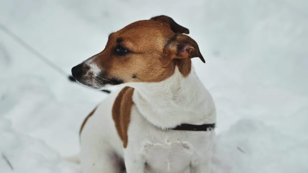 A Jack Russell Terrier shivers in the winter snow
