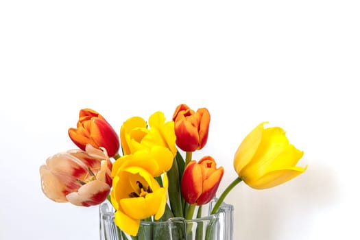 bouquet of spring tulips on a white background with space for text. red and yellow flowers in a transparent vase. copy space