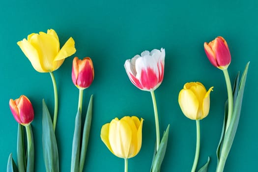 top view of floral and summer background. red and yellow tulips on a green table with space for text. flat layout. copy space