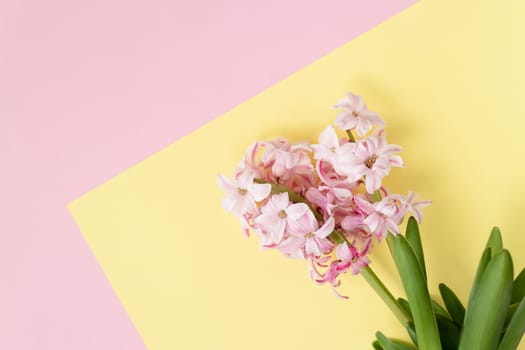 spring coming concept. pink hyacinth flowers on pastel yellow and pink colors background. Spring or summer postcard. Top view