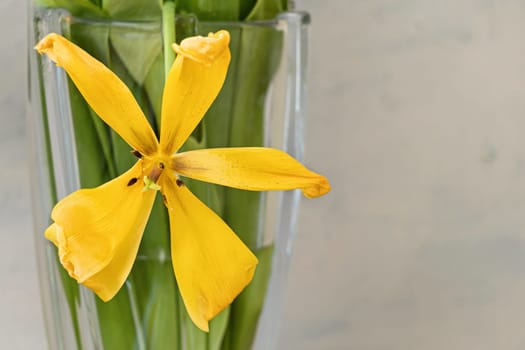 one yellow wilted tulip in a transparent vase on a gray textured background. close-up of a drying flower