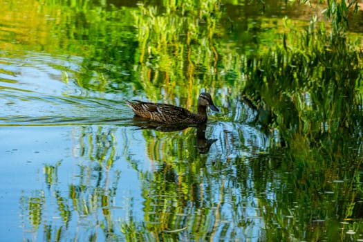 A wild duck swims across the lake.