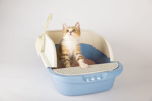 An isolated cat in a litter box symbolizes the need for animal care and hygiene. The cat tray against a pristine white backdrop is where the cat sits to attend to its toilet needs.